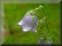 Natur