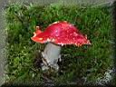 Pilze