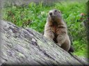 Tiere
